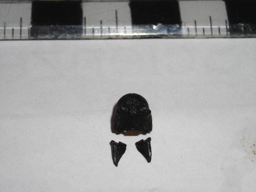 Resti da identificare: Morimus asper